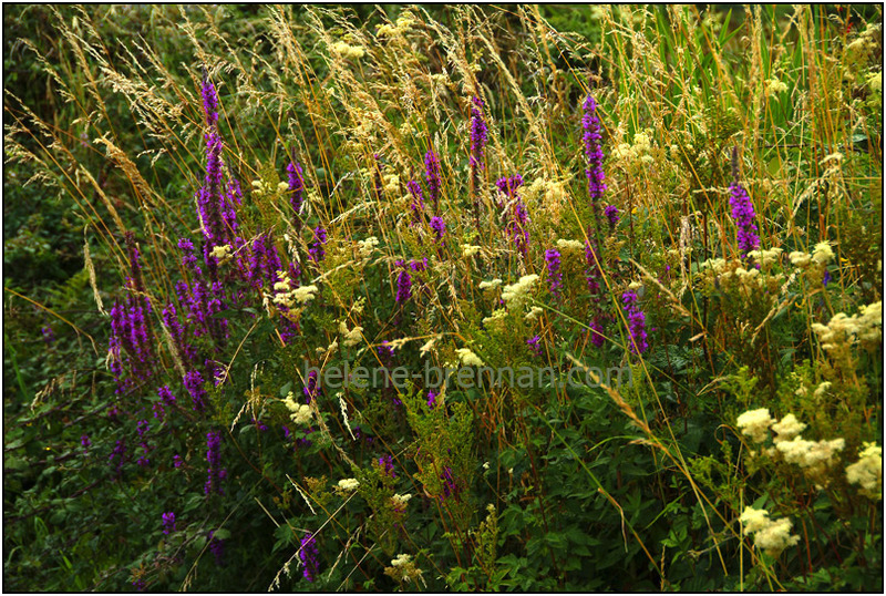 Irish WIldflowers 58 Photo