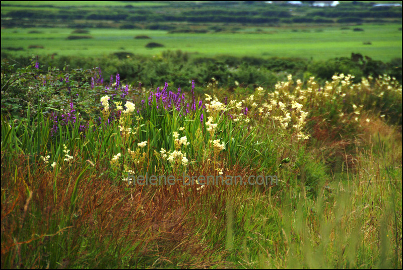 Irish WIldflowers 68 Photo