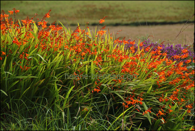 Irish WIldflowers 86 Photo