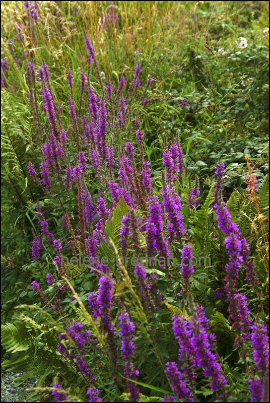 Irish WIldflowers 52 Photo