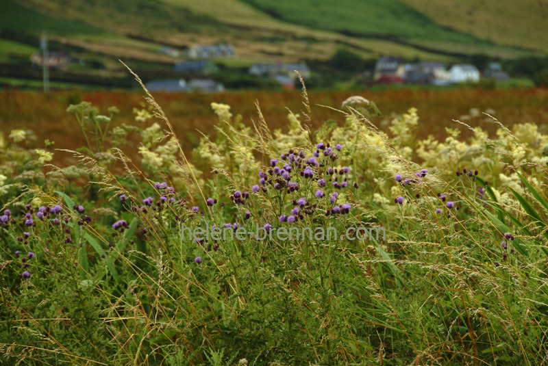 Irish WIldflowers 36 Photo