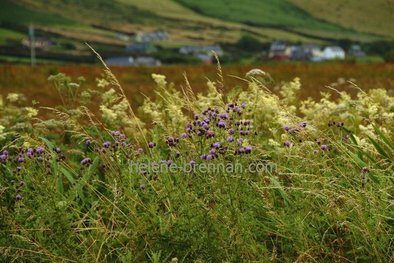 Irish WIldflowers 36 Photo
