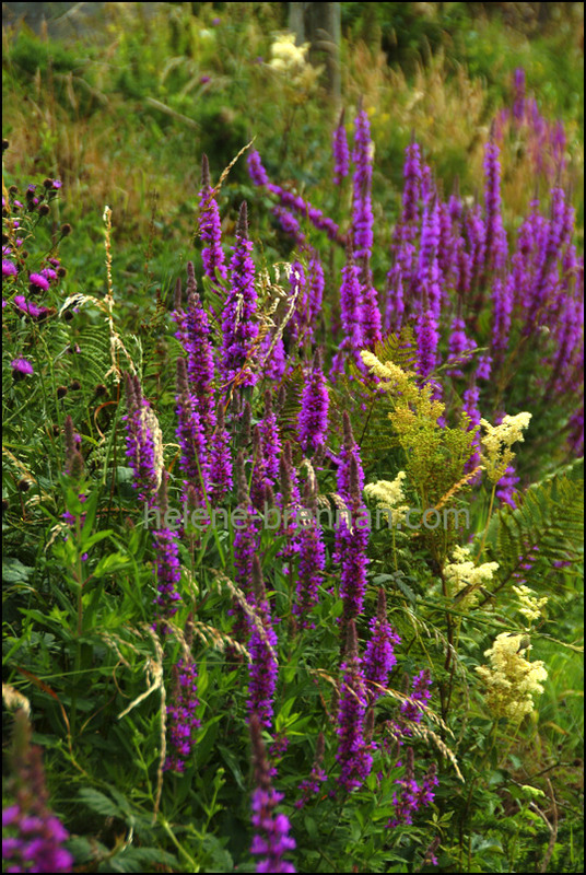 Irish WIldflowers 53 Photo