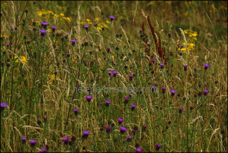 Irish WIldflowers 70 Photo