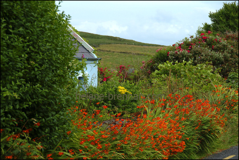 Irish WIldflowers 107 Photo