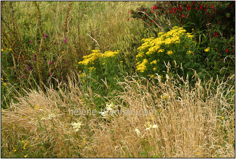 Irish WIldflowers 77 Photo