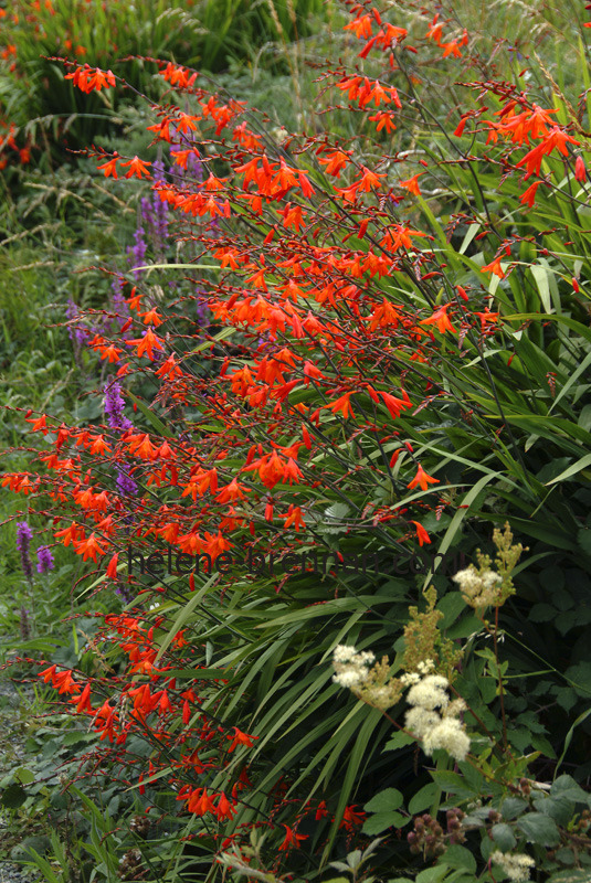 Irish WIldflowers 24 Photo