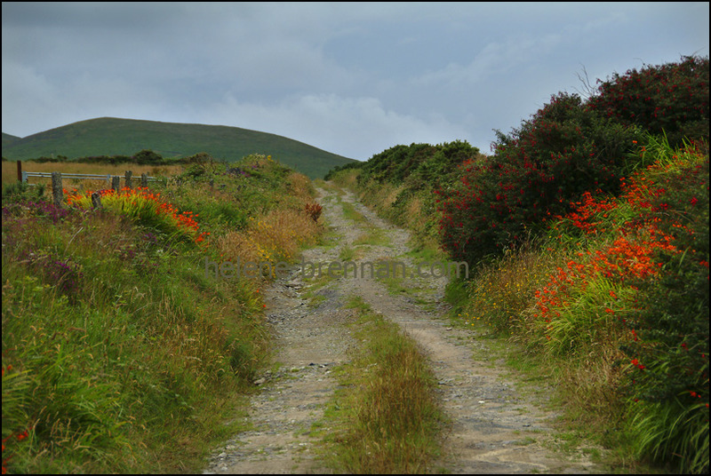 Wildflowers on a Country Lane 124 Photo