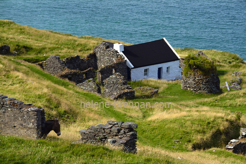 On Great Blasket 011 Photo