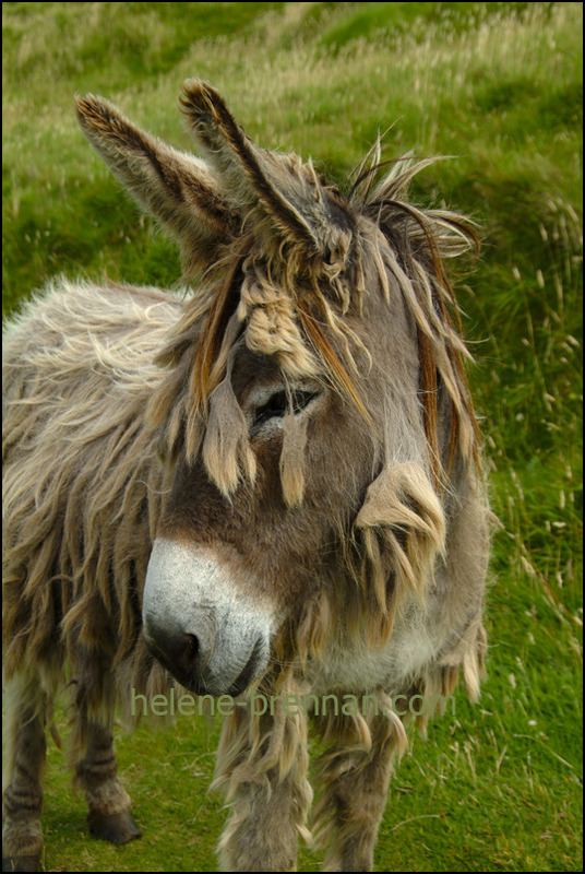 Blasket Donkey 025 Photo