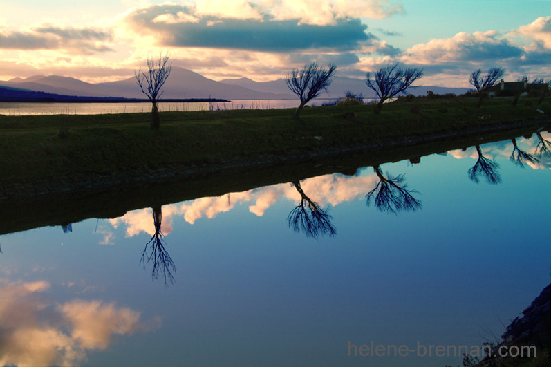 Reflections - Trees Photo