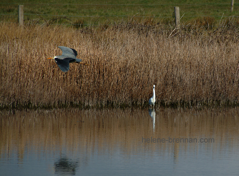 Heron and Egret 74 Photo