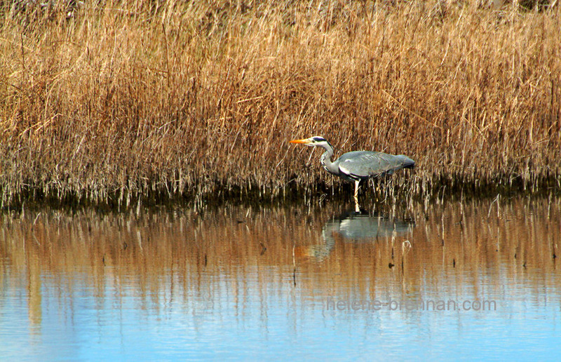 Heron 80 Photo