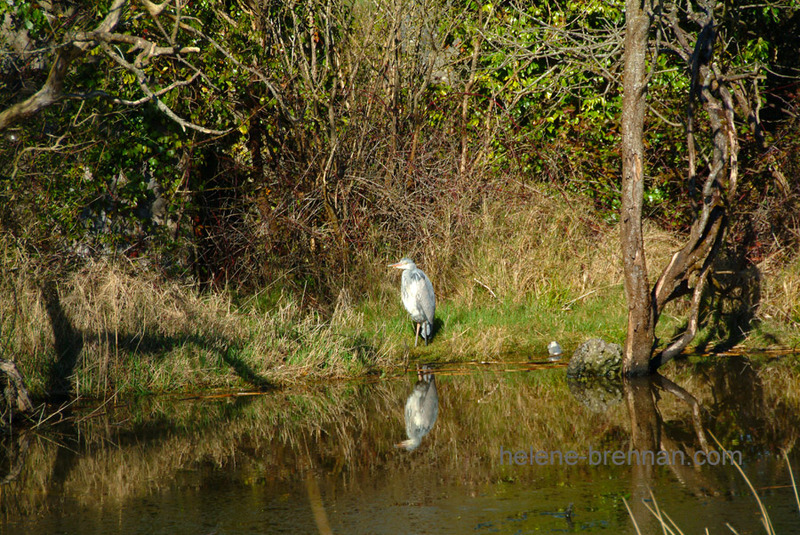 Heron 91 Photo