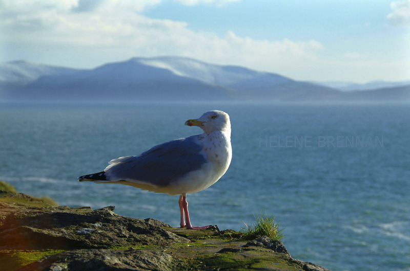 Gull at Slea head Photo