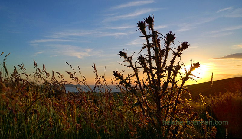 Evening Thistles Photo