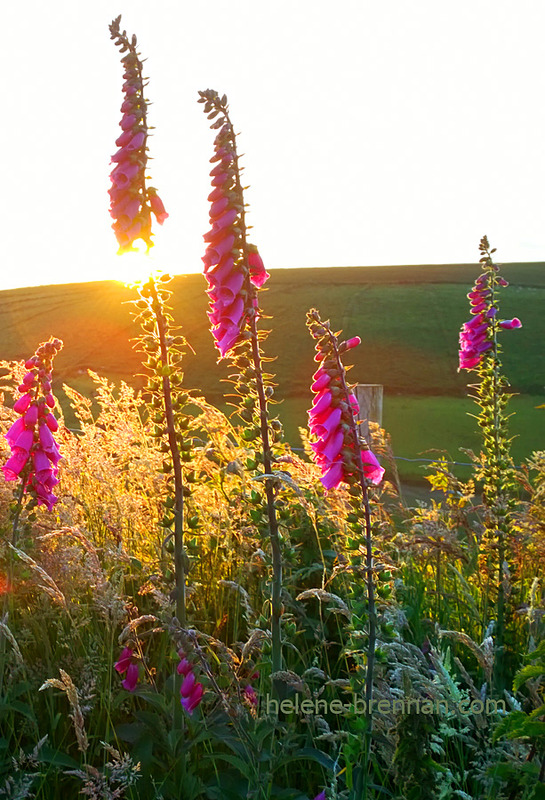 Wildfoxgloves Photo