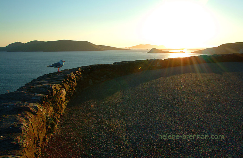 Blasket Islands and Herring Gull in the Evening Sun Photo