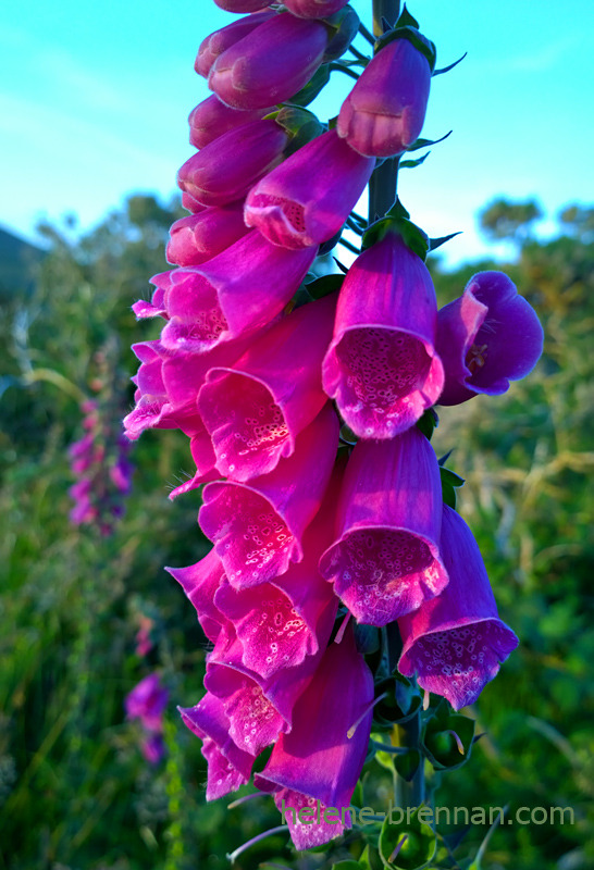 Foxgloves 2815 Photo