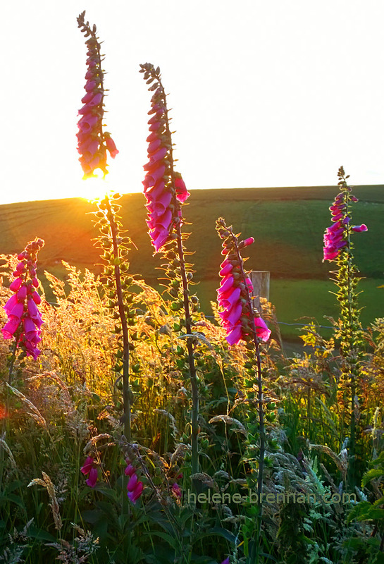 Foxgloves 3855 Photo
