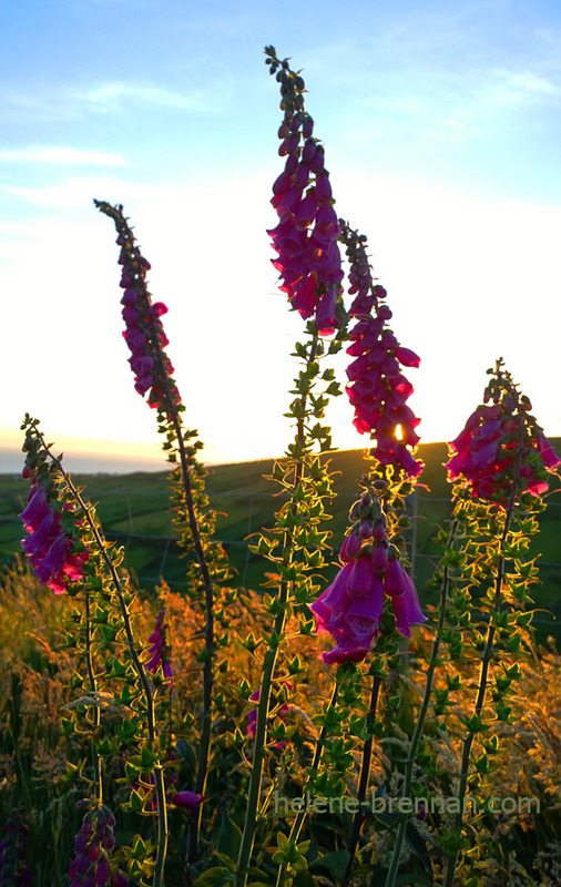 Foxgloves 3733 Photo