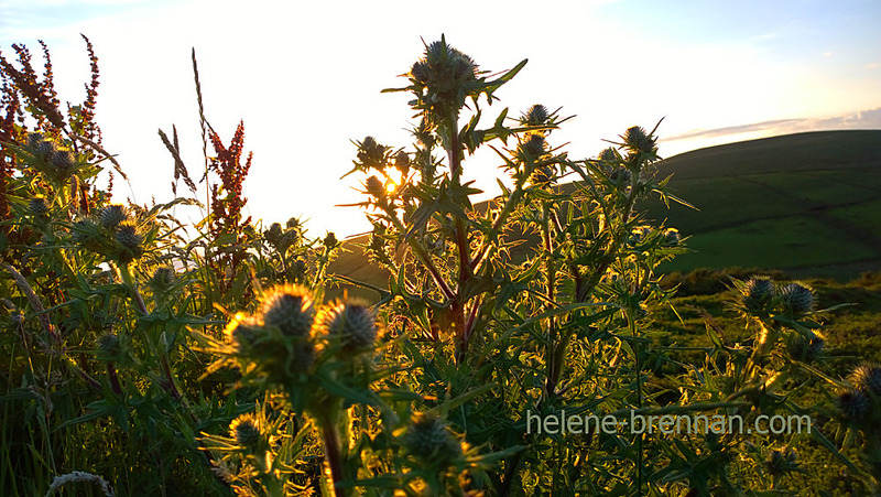 Thistles 3241 Photo