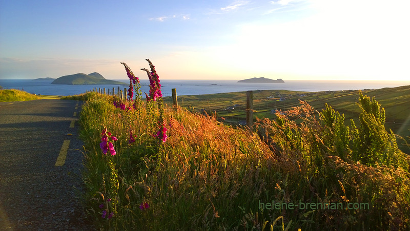 Foxgloves and Blasket Islands 5936 Photo