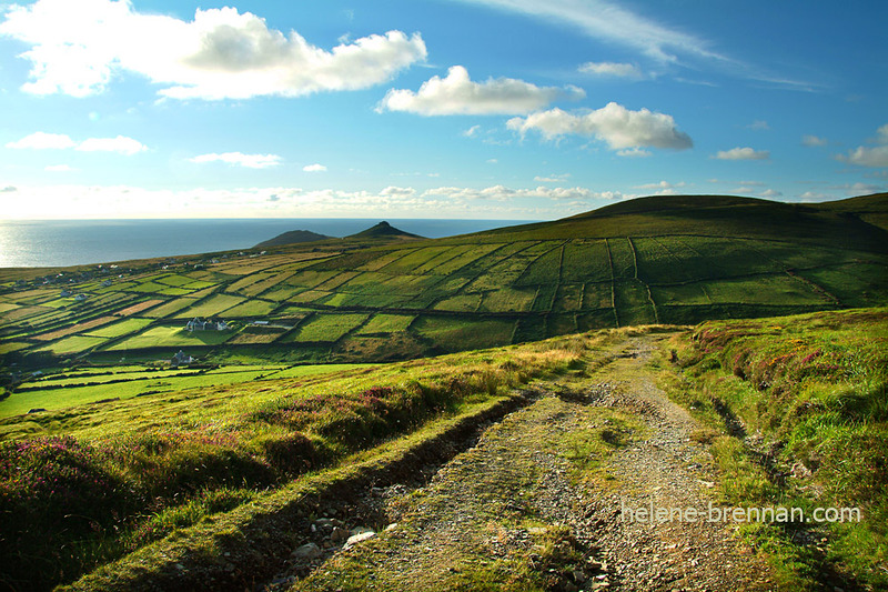 Dunquin Fields from Mount Eagle 512 Photo