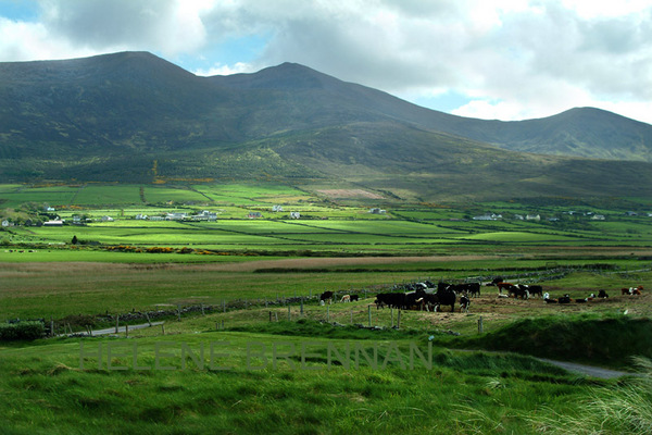 View from Castlegregory Golf Club 1 Photo