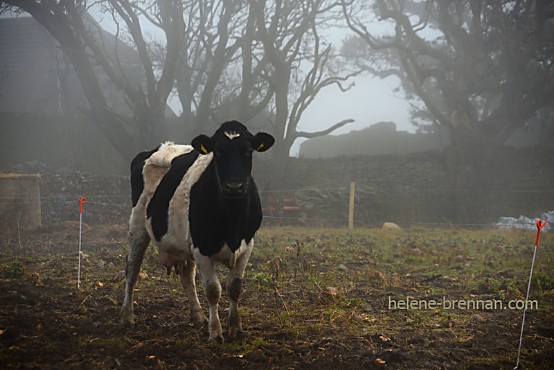 Cow in the Walled Garden 0432 Photo