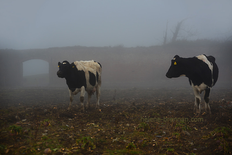 Cows in the Old Walled Garden of Ballyheigue Castle Golf Club 0464 Photo