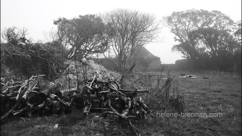 In the Old walled Garden of Ballyheigue Castle B4 Photo