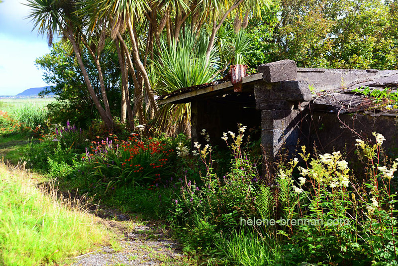 Wild Flowers in a Country Lane 1330 Photo