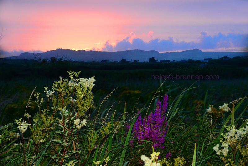 Wildflowers at Sunset Photo