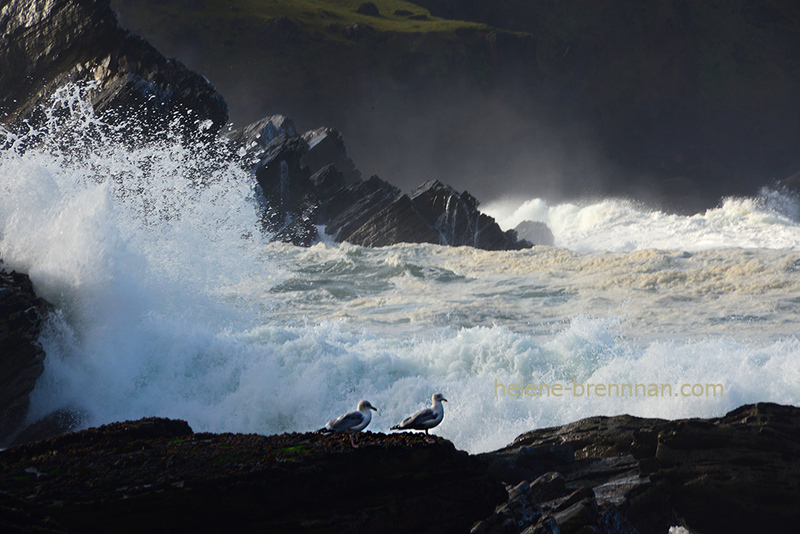 Birds of the Weather Photo