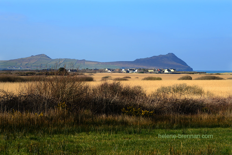 Ballyferriter Winter Wetlands 4696 Photo