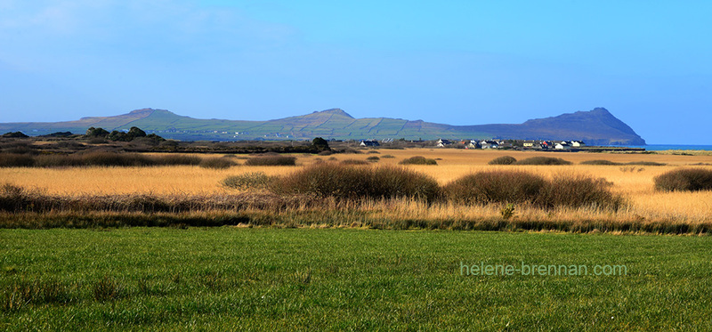 Ballyferriter Winter Wetlands 4698 Photo