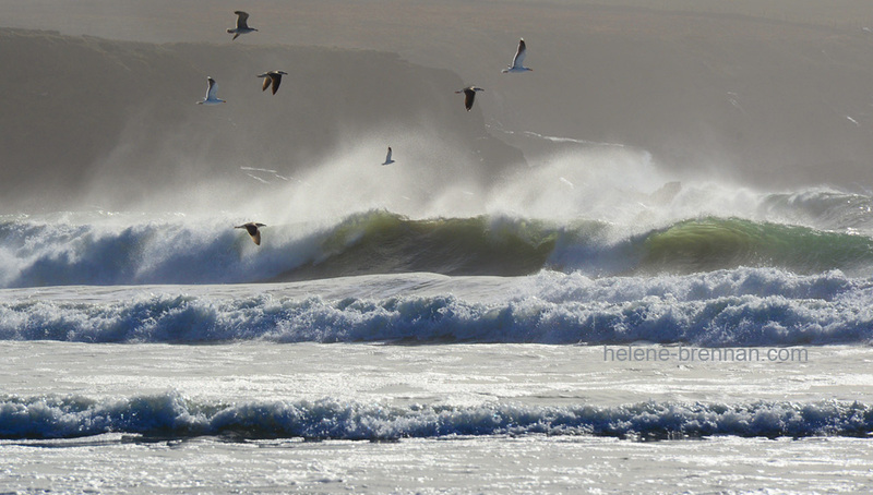 Sea Birds and Waves 4852 Photo