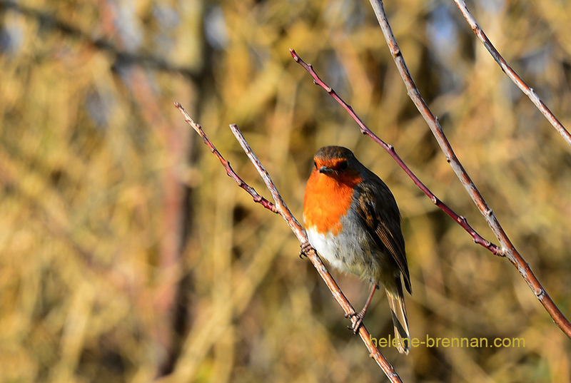 Robin 4702 Photo