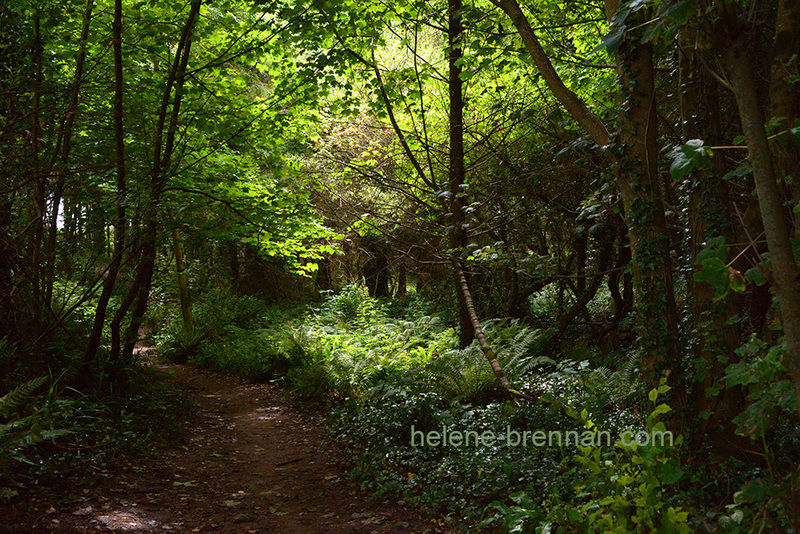 Courtown Woods 5869 Photo