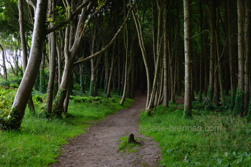 Courtown Woods 5874 Photo