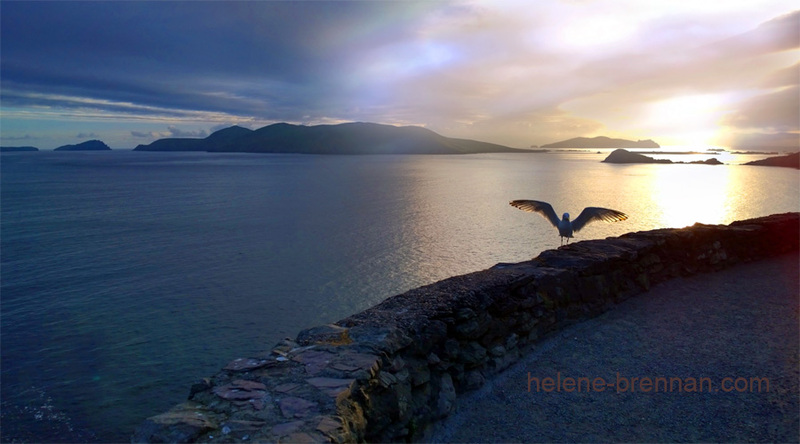Blasket Islands with Sea Gull Photo