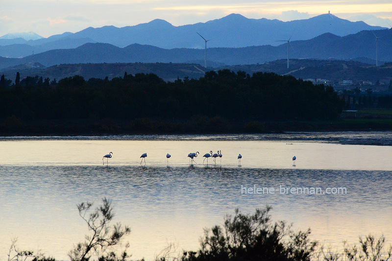 Salt Lake with Flamingos 8095 Photo