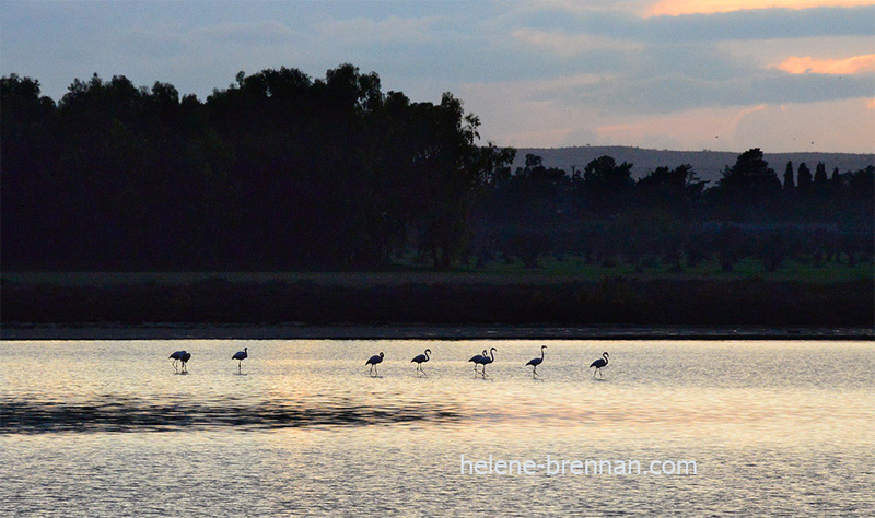 Salt Lake with Flamingos 2 Photo