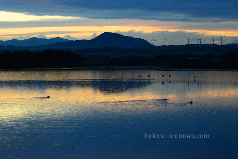 Salt Lake with Flamingos and Ducks 8088 Photo