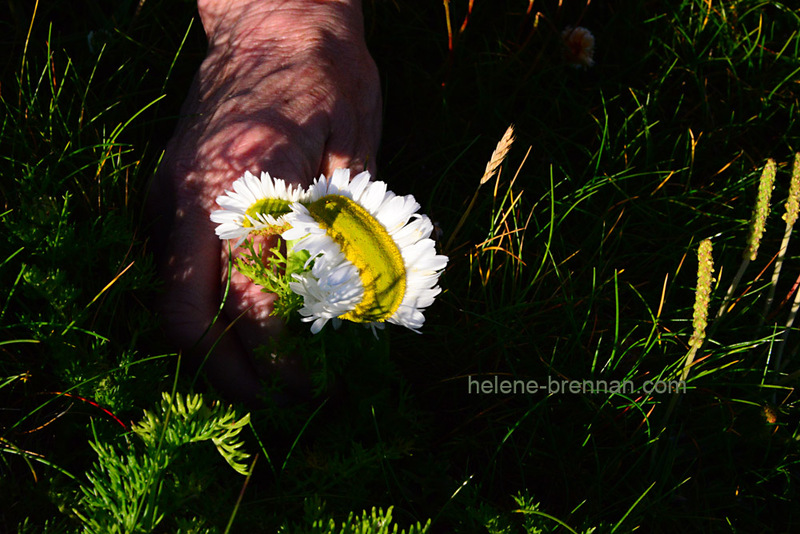 Chamomile Distorted Photo