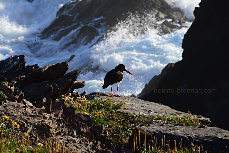 Oyster Catcher 9197 Photo