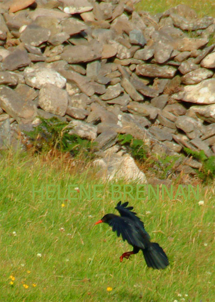 Chough Landing Photo