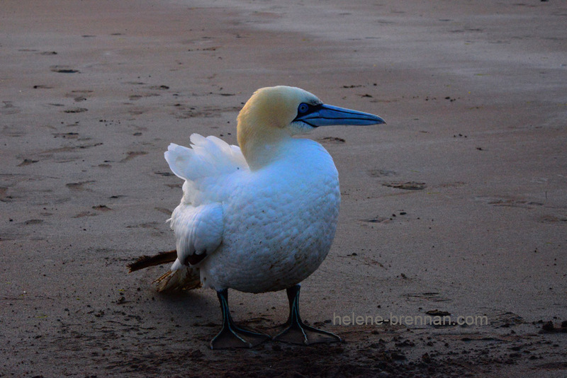 Gannet 9271 Photo