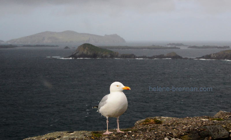 Herring Gull 8970 Photo